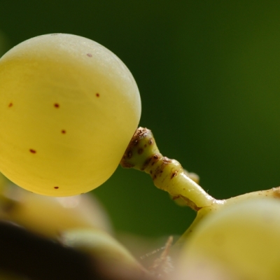 Riesling Einzelbeere mit Stiel